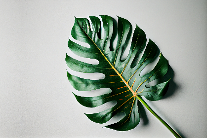 如何评估真钱赌博平台的资质与监管合规性要点