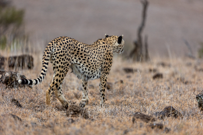 天天德州网页版新手入门到进阶的完整操作指南与实战技巧