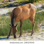 如何借助ppnbacctv5在线直播提升品牌影响力与用户互动效果 un6e5v0lf