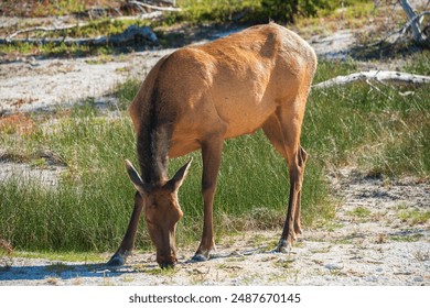 如何借助ppnbacctv5在线直播提升品牌影响力与用户互动效果