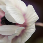 ESPN体育赛事高清在线直播观看指南 3wdr46n